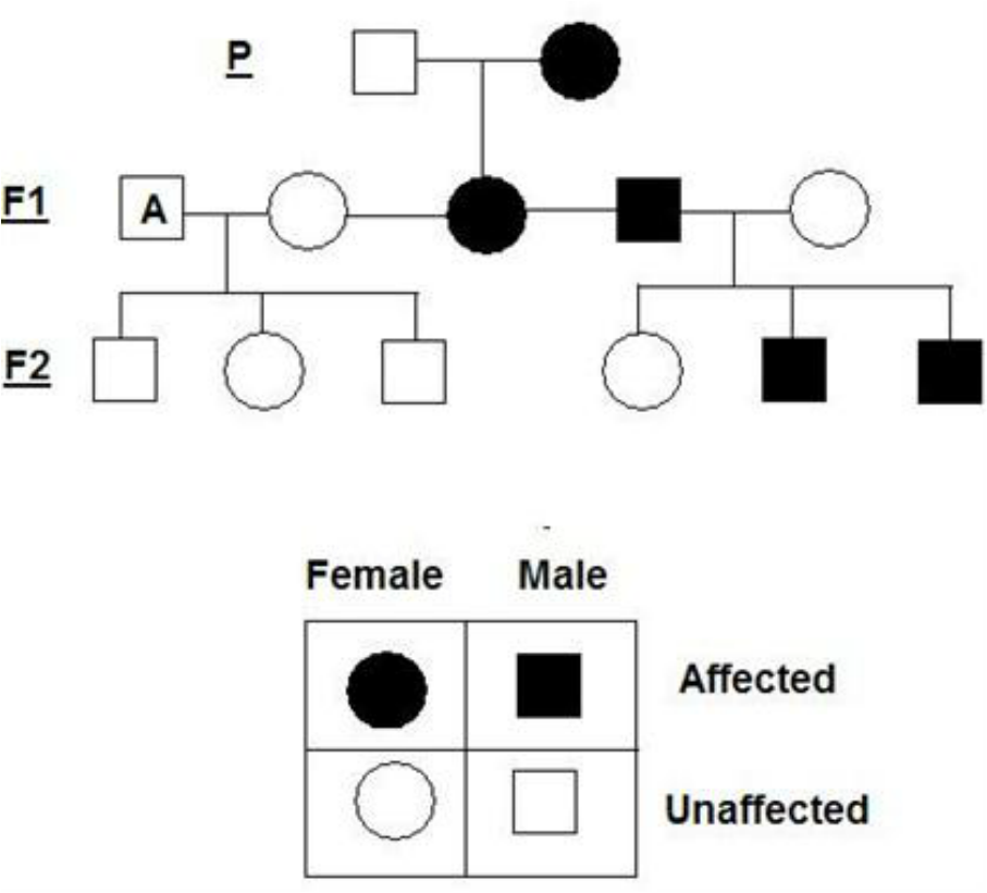pedigree-charts-sex-linked-traits-designer-dogs-project